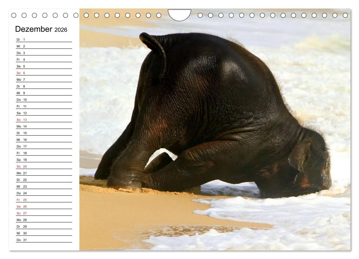 Bild: 9783516214215 | Elefanten - Wasserspaß am Strand (Wandkalender 2026 DIN A4 quer),...
