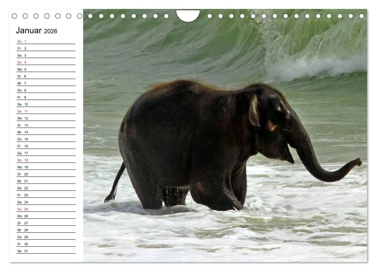 Bild: 9783516214215 | Elefanten - Wasserspaß am Strand (Wandkalender 2026 DIN A4 quer),...