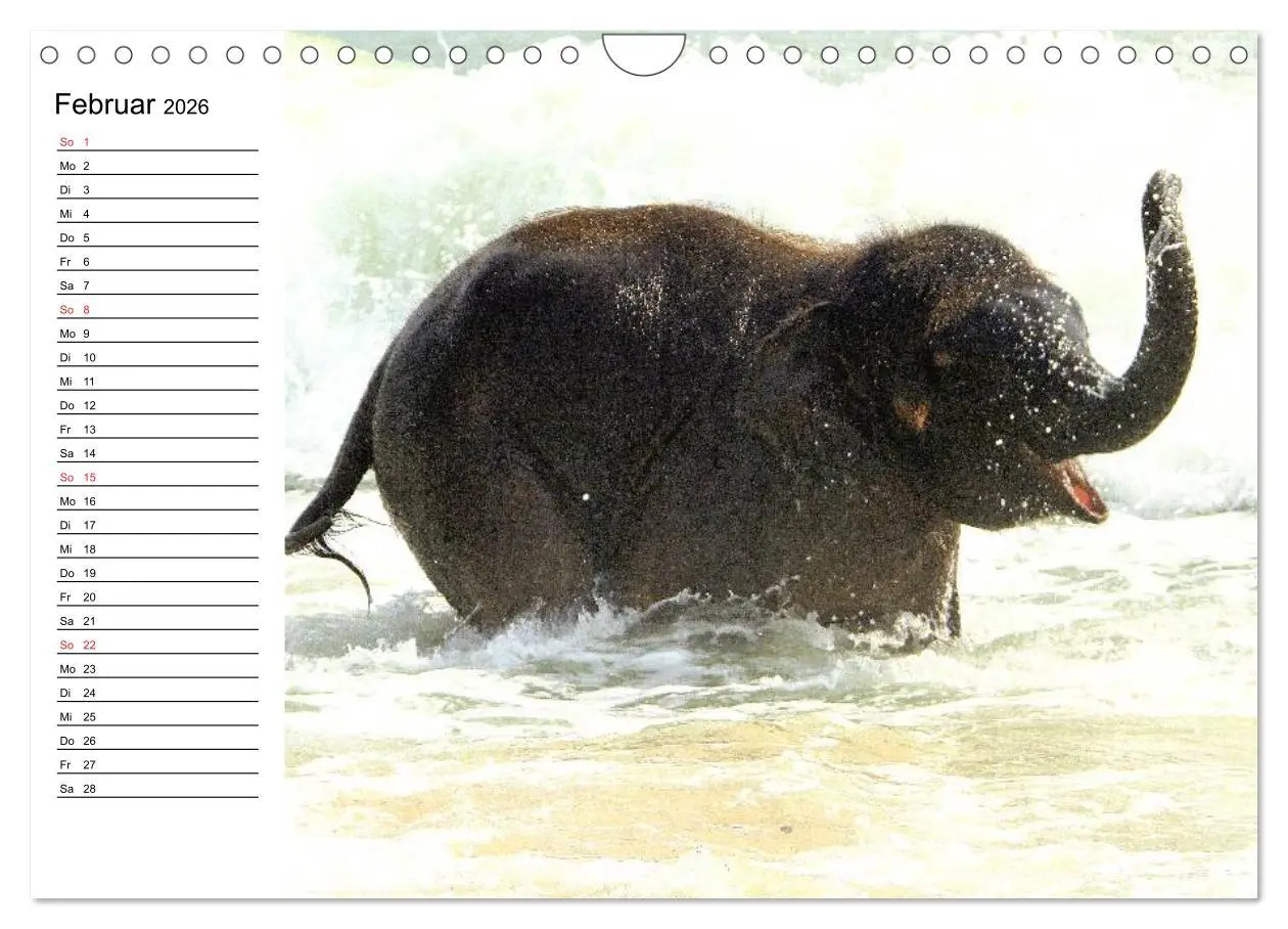 Bild: 9783516214215 | Elefanten - Wasserspaß am Strand (Wandkalender 2026 DIN A4 quer),...