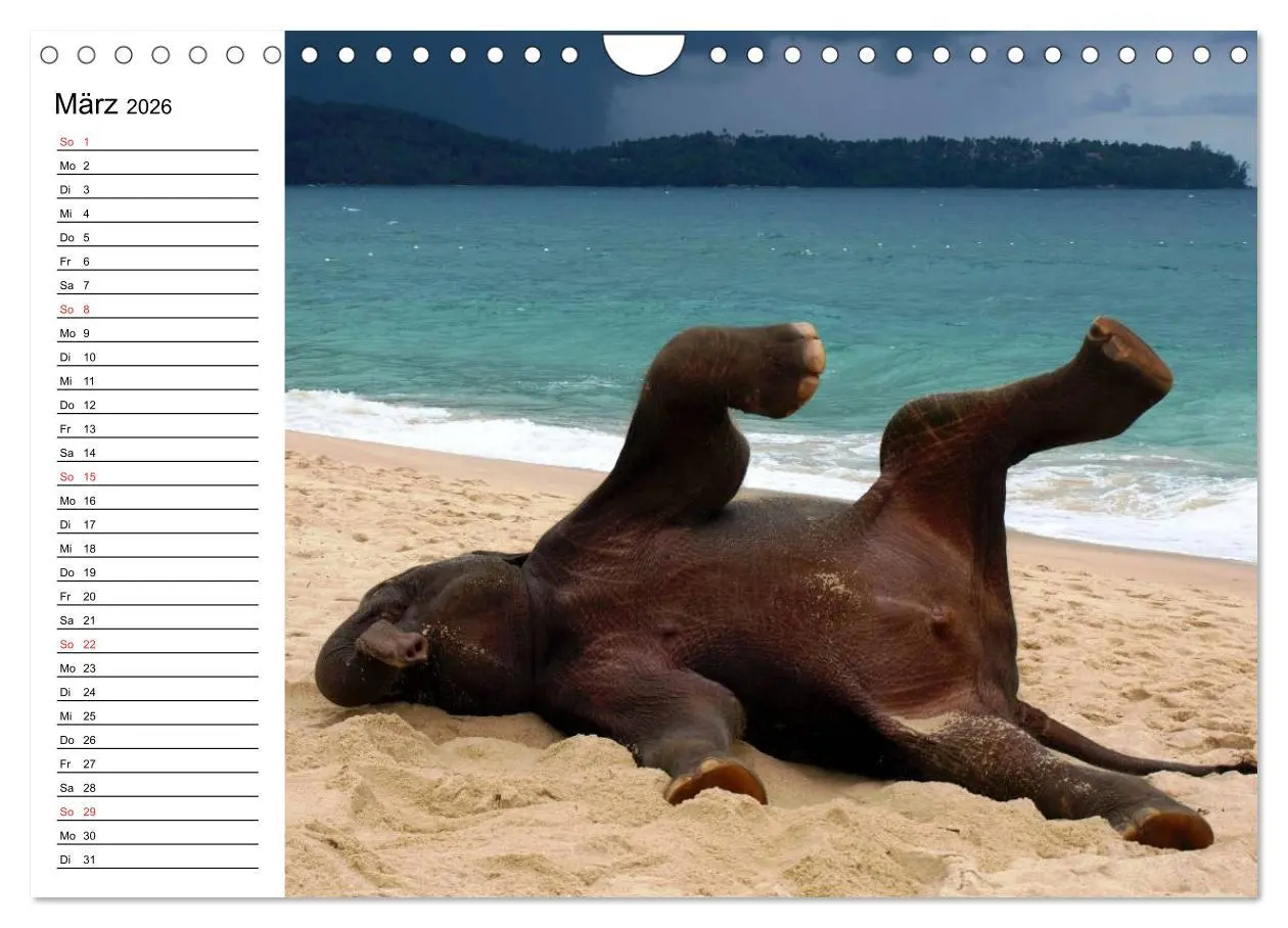 Bild: 9783516214215 | Elefanten - Wasserspaß am Strand (Wandkalender 2026 DIN A4 quer),...