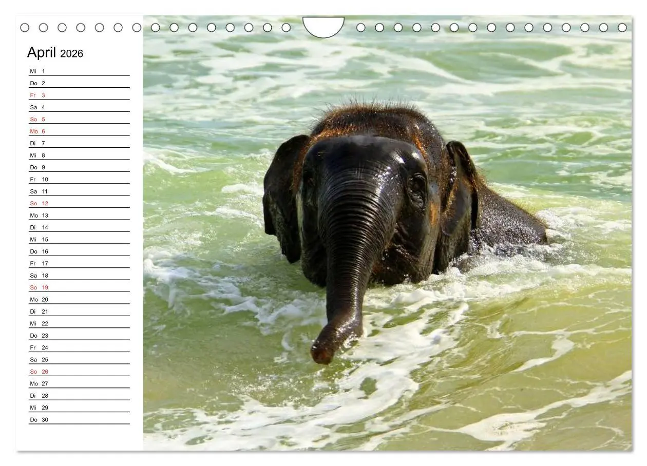 Bild: 9783516214215 | Elefanten - Wasserspaß am Strand (Wandkalender 2026 DIN A4 quer),...