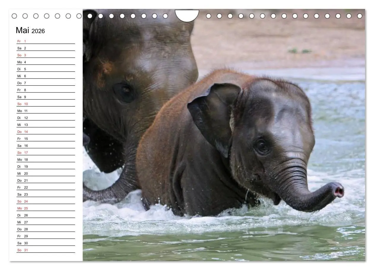 Bild: 9783516214215 | Elefanten - Wasserspaß am Strand (Wandkalender 2026 DIN A4 quer),...