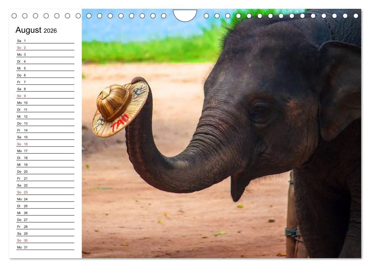 Bild: 9783516214215 | Elefanten - Wasserspaß am Strand (Wandkalender 2026 DIN A4 quer),...