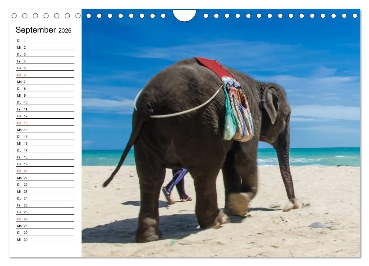 Bild: 9783516214215 | Elefanten - Wasserspaß am Strand (Wandkalender 2026 DIN A4 quer),...