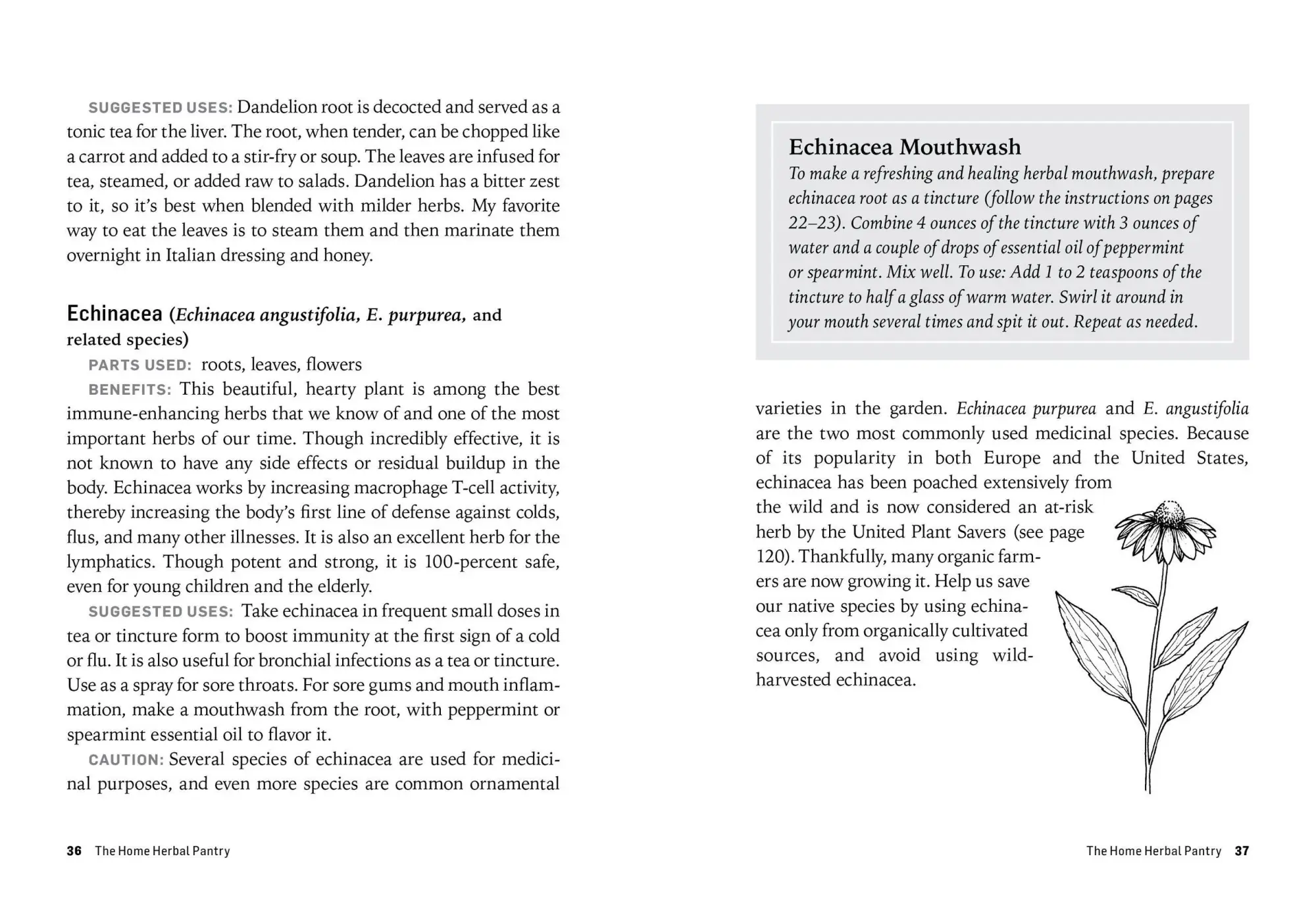 Bild: 9781612124315 | Herbs for Common Ailments | Rosemary Gladstar | Taschenbuch | Englisch