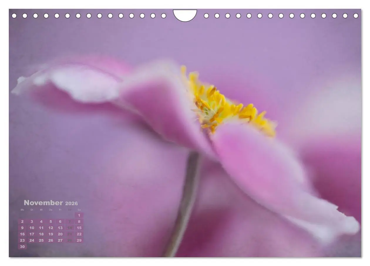Bild: 9783516204315 | Zauberhafte Blüten (Wandkalender 2026 DIN A4 quer), CALVENDO...