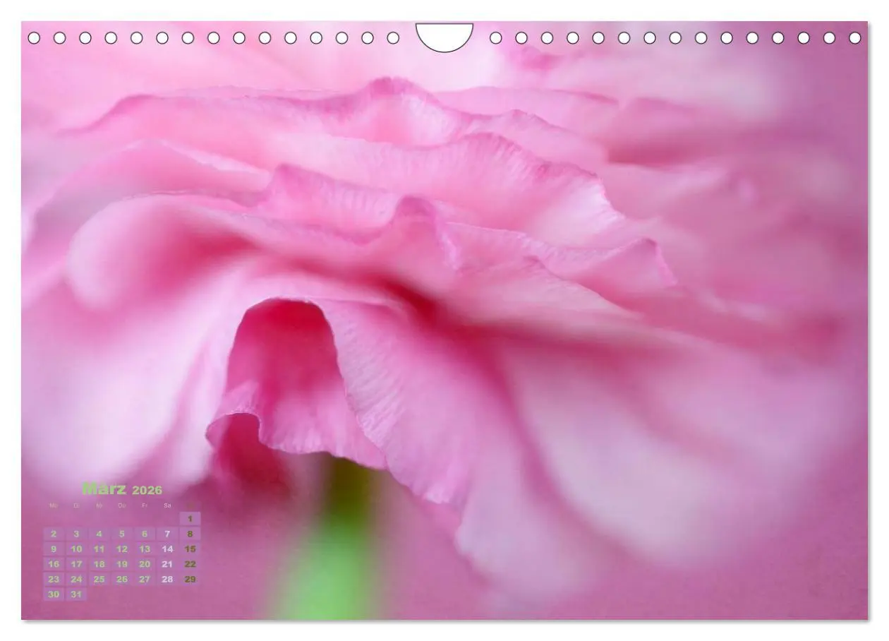 Bild: 9783516204315 | Zauberhafte Blüten (Wandkalender 2026 DIN A4 quer), CALVENDO...