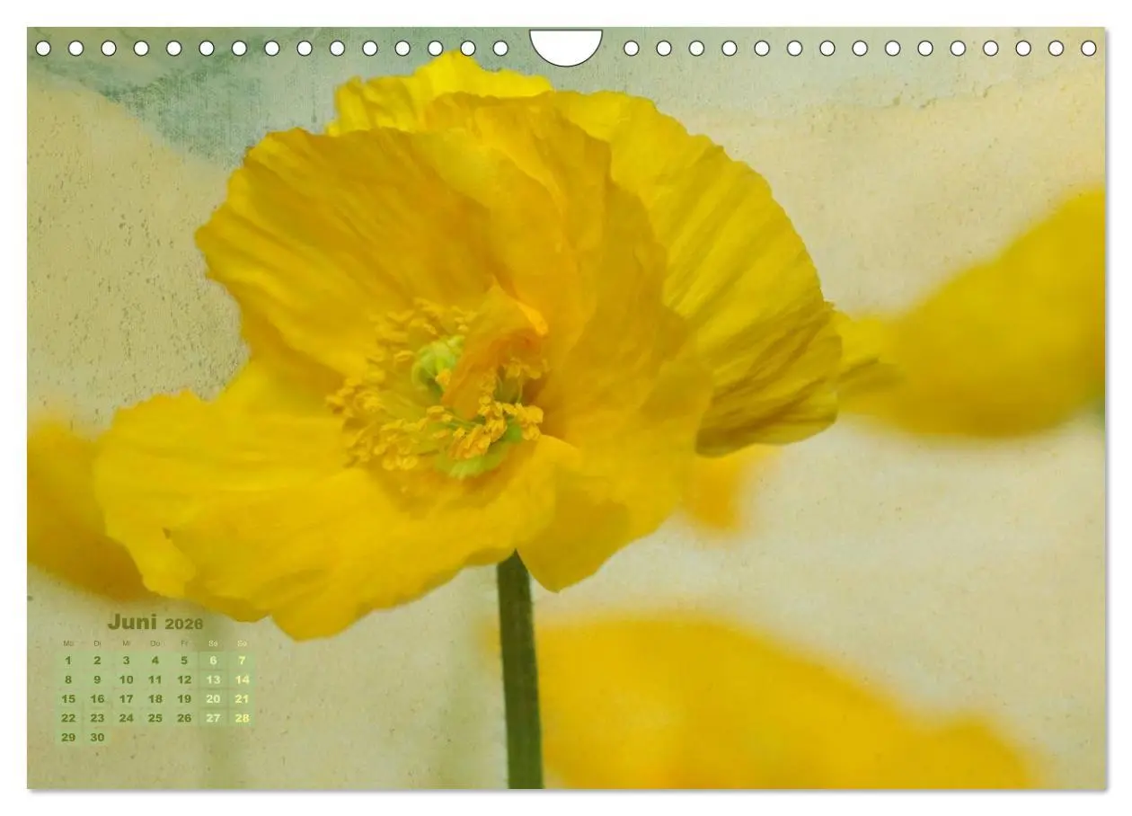 Bild: 9783516204315 | Zauberhafte Blüten (Wandkalender 2026 DIN A4 quer), CALVENDO...