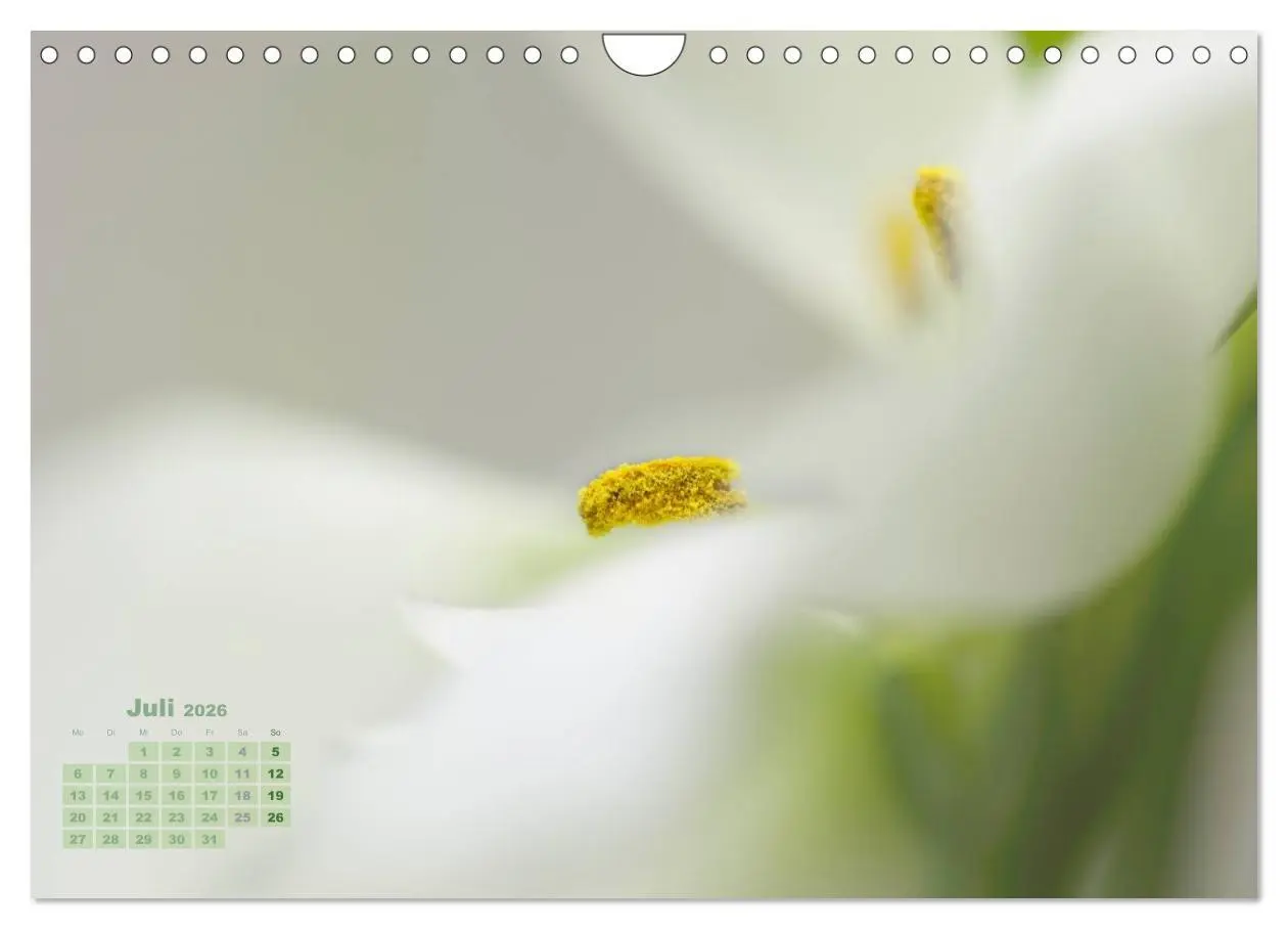 Bild: 9783516204315 | Zauberhafte Blüten (Wandkalender 2026 DIN A4 quer), CALVENDO...