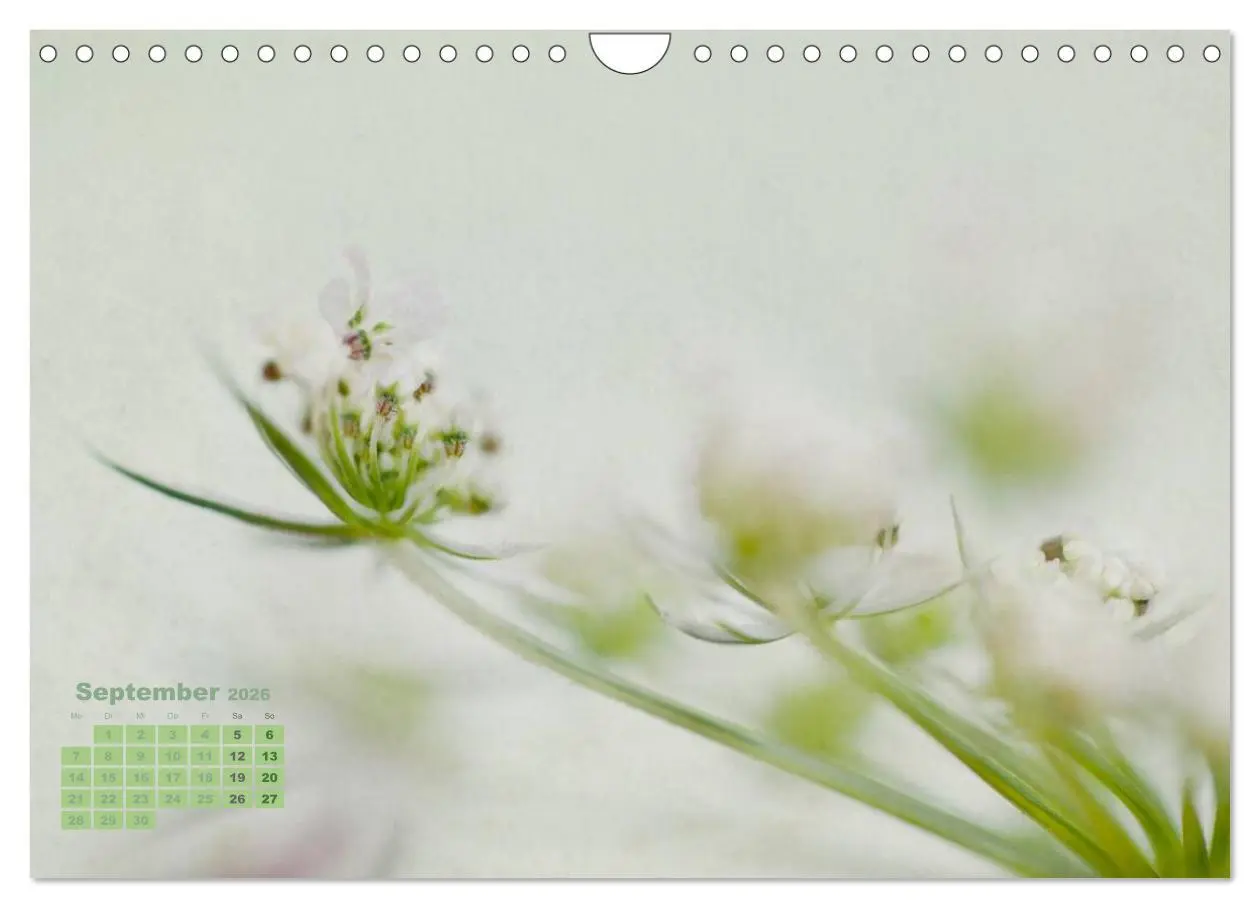 Bild: 9783516204315 | Zauberhafte Blüten (Wandkalender 2026 DIN A4 quer), CALVENDO...