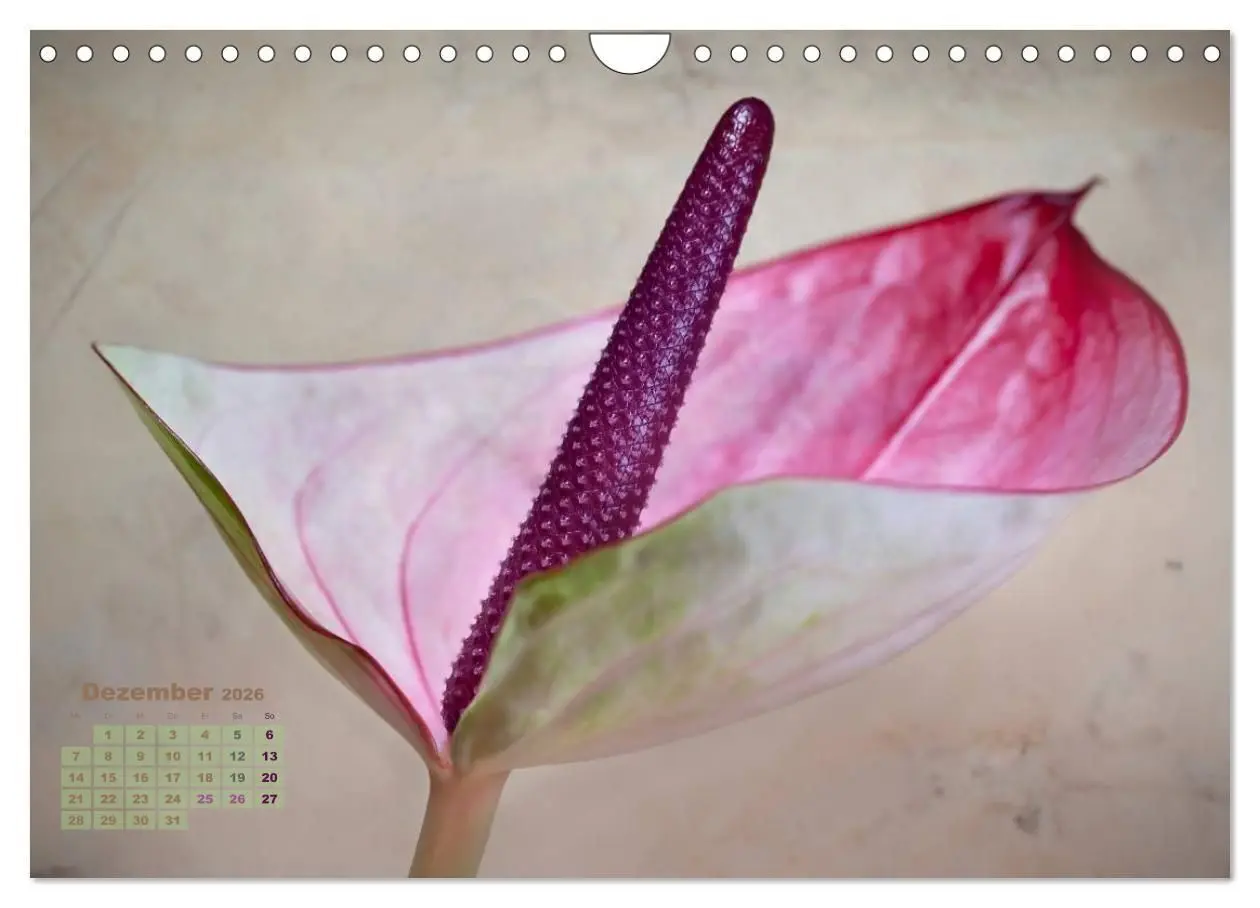 Bild: 9783516204315 | Zauberhafte Blüten (Wandkalender 2026 DIN A4 quer), CALVENDO...