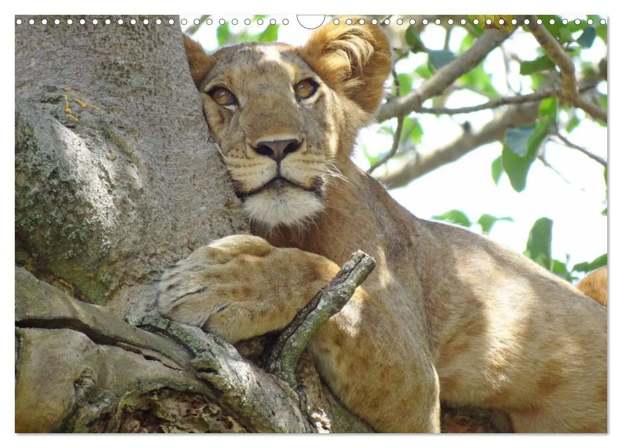 Bild: 9783435254415 | Afrikas Perle Uganda (Wandkalender 2025 DIN A3 quer), CALVENDO...