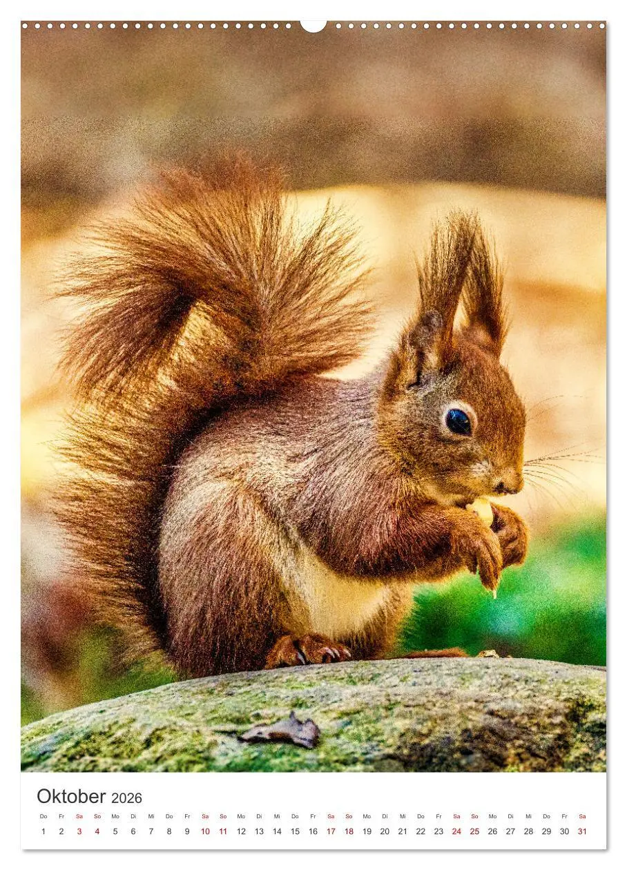 Bild: 9783457274415 | Niedlicher Nager - Das Eichhörnchen (Wandkalender 2026 DIN A2...