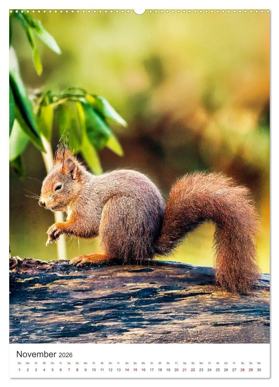 Bild: 9783457274415 | Niedlicher Nager - Das Eichhörnchen (Wandkalender 2026 DIN A2...
