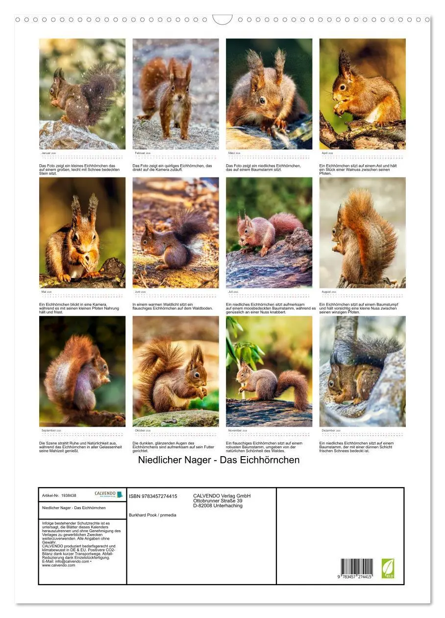Bild: 9783457274415 | Niedlicher Nager - Das Eichhörnchen (Wandkalender 2026 DIN A2...