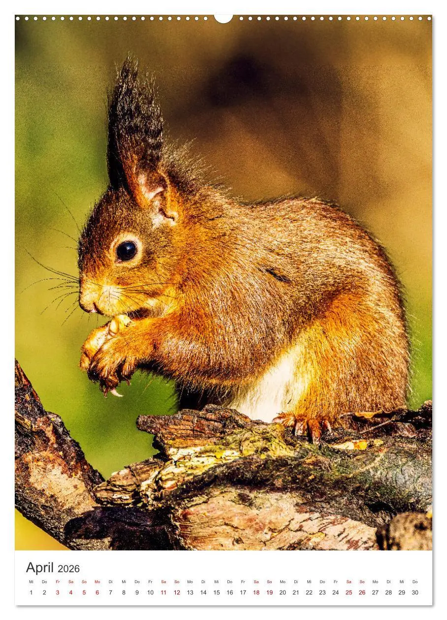 Bild: 9783457274415 | Niedlicher Nager - Das Eichhörnchen (Wandkalender 2026 DIN A2...