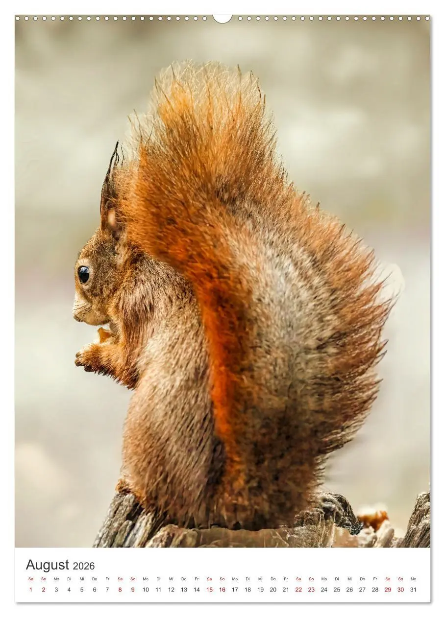 Bild: 9783457274415 | Niedlicher Nager - Das Eichhörnchen (Wandkalender 2026 DIN A2...