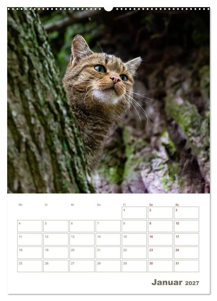 Bild: 9783569764415 | Europäische Wildkatzen - Jahresplaner (hochwertiger Premium...
