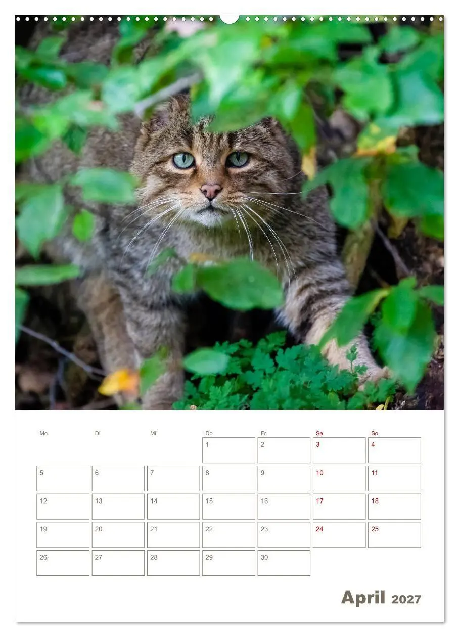 Bild: 9783569764415 | Europäische Wildkatzen - Jahresplaner (hochwertiger Premium...