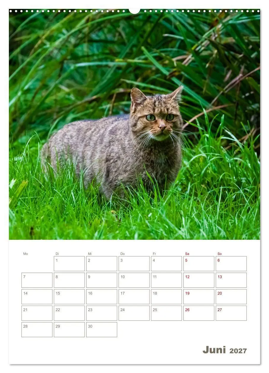 Bild: 9783569764415 | Europäische Wildkatzen - Jahresplaner (hochwertiger Premium...
