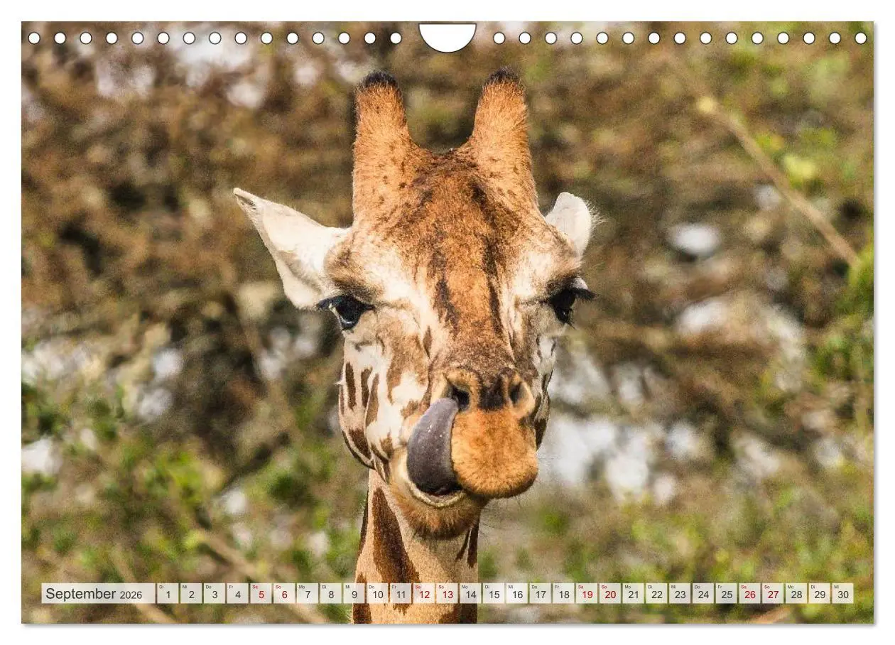 Bild: 9783457574515 | Uganda - ein Land der Vielfalt (Wandkalender 2026 DIN A4 quer),...