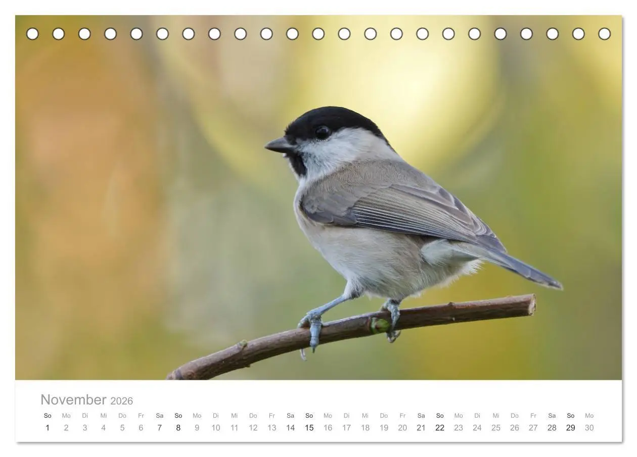 Bild: 9783516114515 | Vögel in unseren Gärten 2026 (Tischkalender 2026 DIN A5 quer),...
