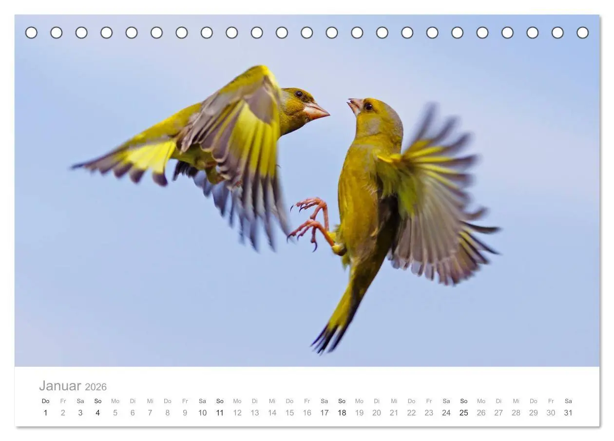 Bild: 9783516114515 | Vögel in unseren Gärten 2026 (Tischkalender 2026 DIN A5 quer),...