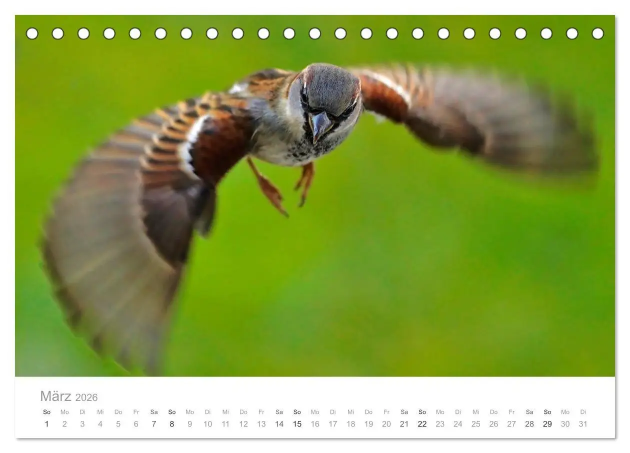 Bild: 9783516114515 | Vögel in unseren Gärten 2026 (Tischkalender 2026 DIN A5 quer),...