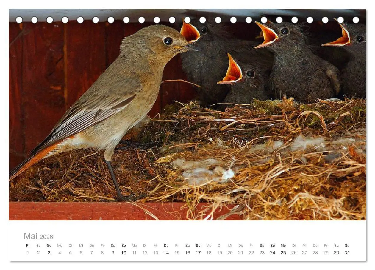 Bild: 9783516114515 | Vögel in unseren Gärten 2026 (Tischkalender 2026 DIN A5 quer),...