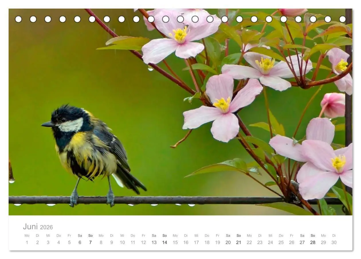 Bild: 9783516114515 | Vögel in unseren Gärten 2026 (Tischkalender 2026 DIN A5 quer),...
