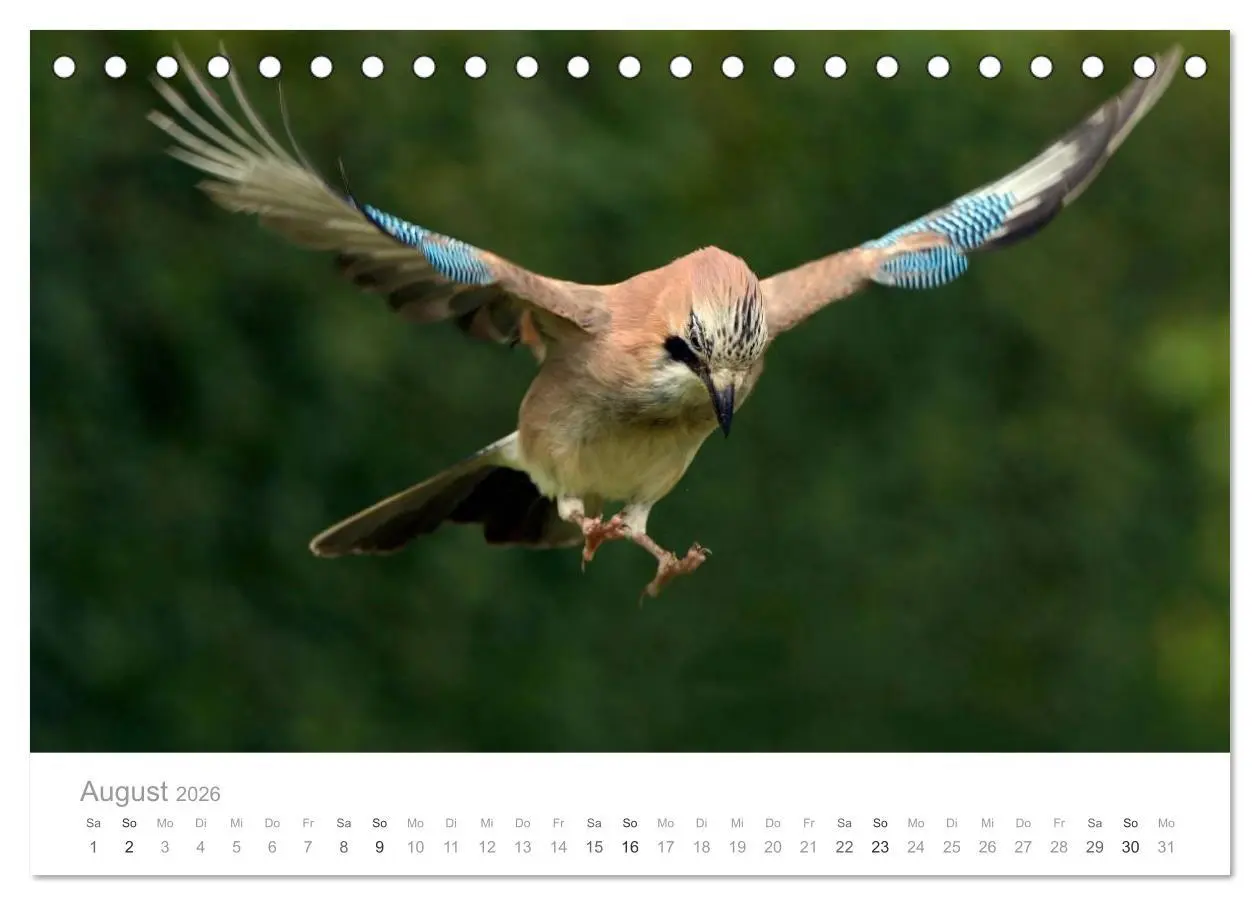 Bild: 9783516114515 | Vögel in unseren Gärten 2026 (Tischkalender 2026 DIN A5 quer),...