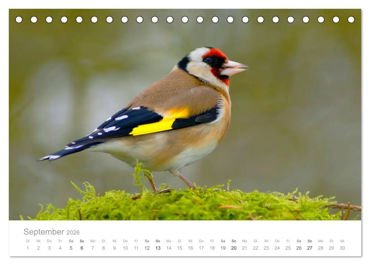 Bild: 9783516114515 | Vögel in unseren Gärten 2026 (Tischkalender 2026 DIN A5 quer),...