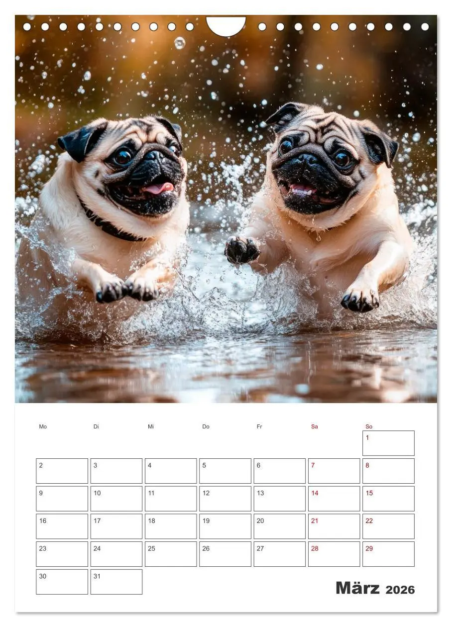 Bild: 9783516594515 | MOPS Pfotenglück in Faltenform (Wandkalender 2026 DIN A4 hoch),...