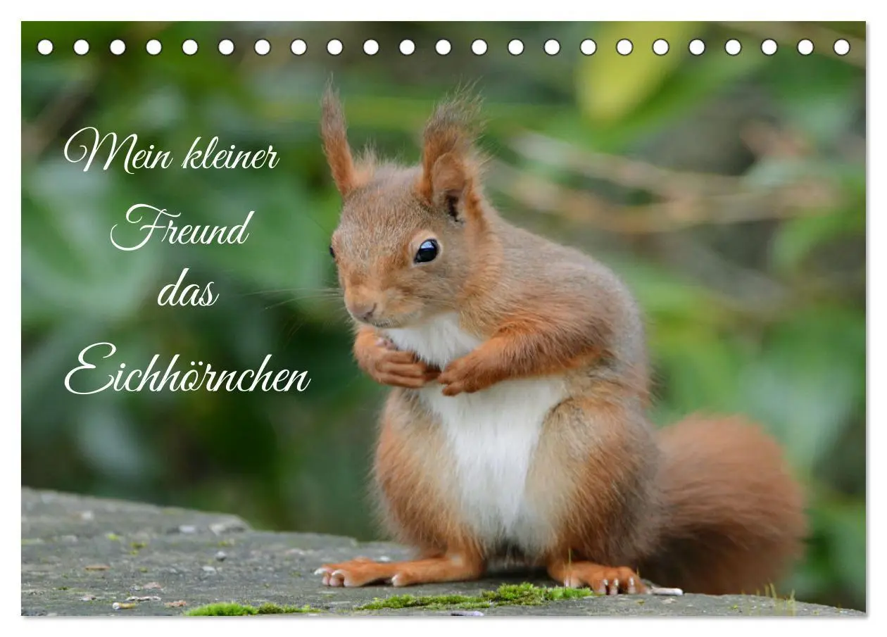 Cover: 9783457704615 | Mein kleiner Freund das Eichhörnchen (Tischkalender 2026 DIN A5...