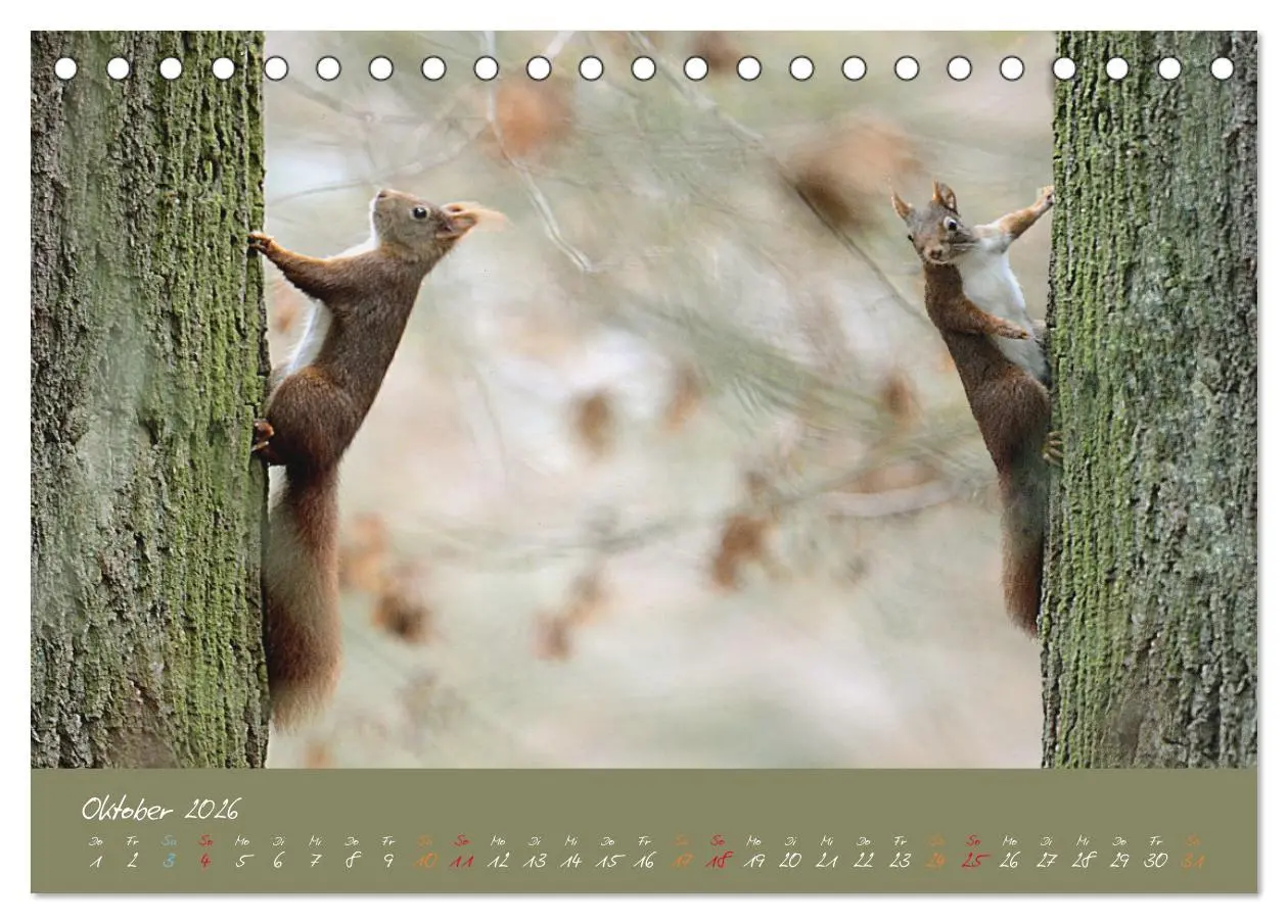 Bild: 9783457704615 | Mein kleiner Freund das Eichhörnchen (Tischkalender 2026 DIN A5...