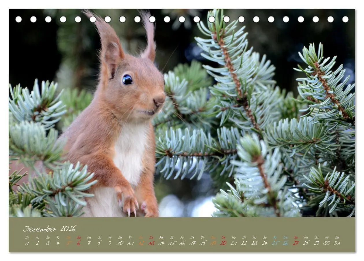 Bild: 9783457704615 | Mein kleiner Freund das Eichhörnchen (Tischkalender 2026 DIN A5...