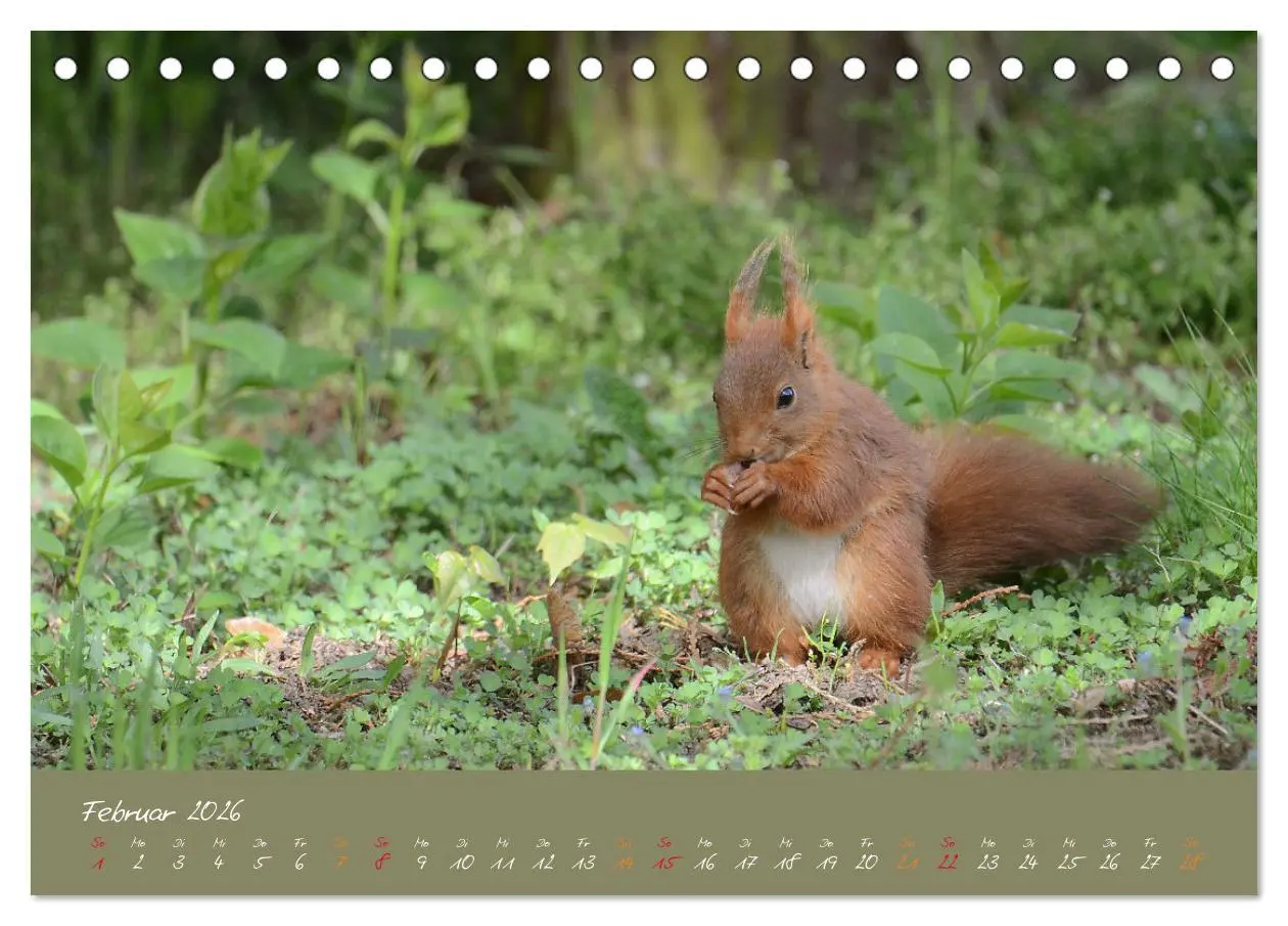 Bild: 9783457704615 | Mein kleiner Freund das Eichhörnchen (Tischkalender 2026 DIN A5...