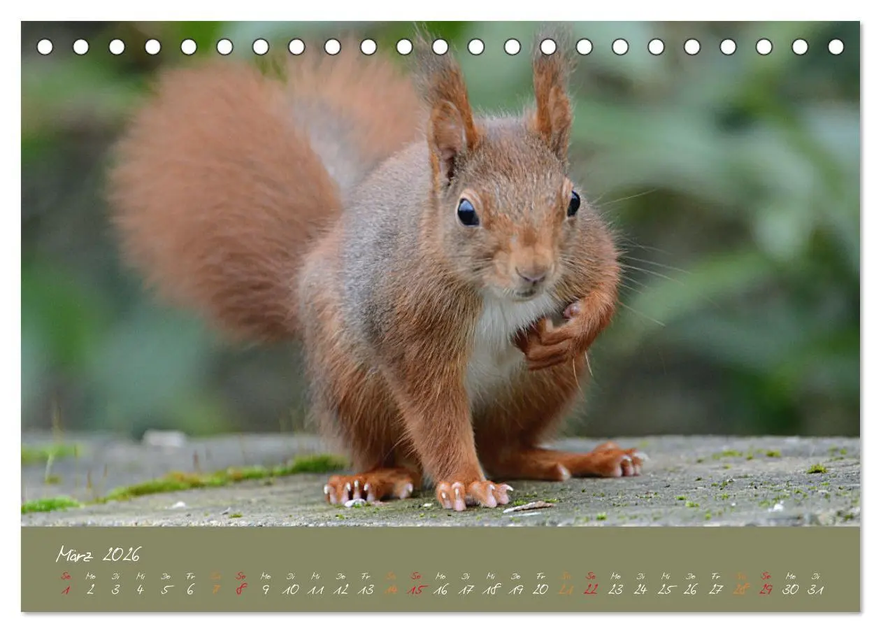 Bild: 9783457704615 | Mein kleiner Freund das Eichhörnchen (Tischkalender 2026 DIN A5...