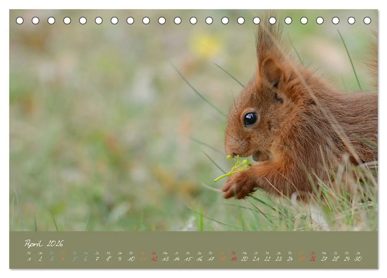 Bild: 9783457704615 | Mein kleiner Freund das Eichhörnchen (Tischkalender 2026 DIN A5...
