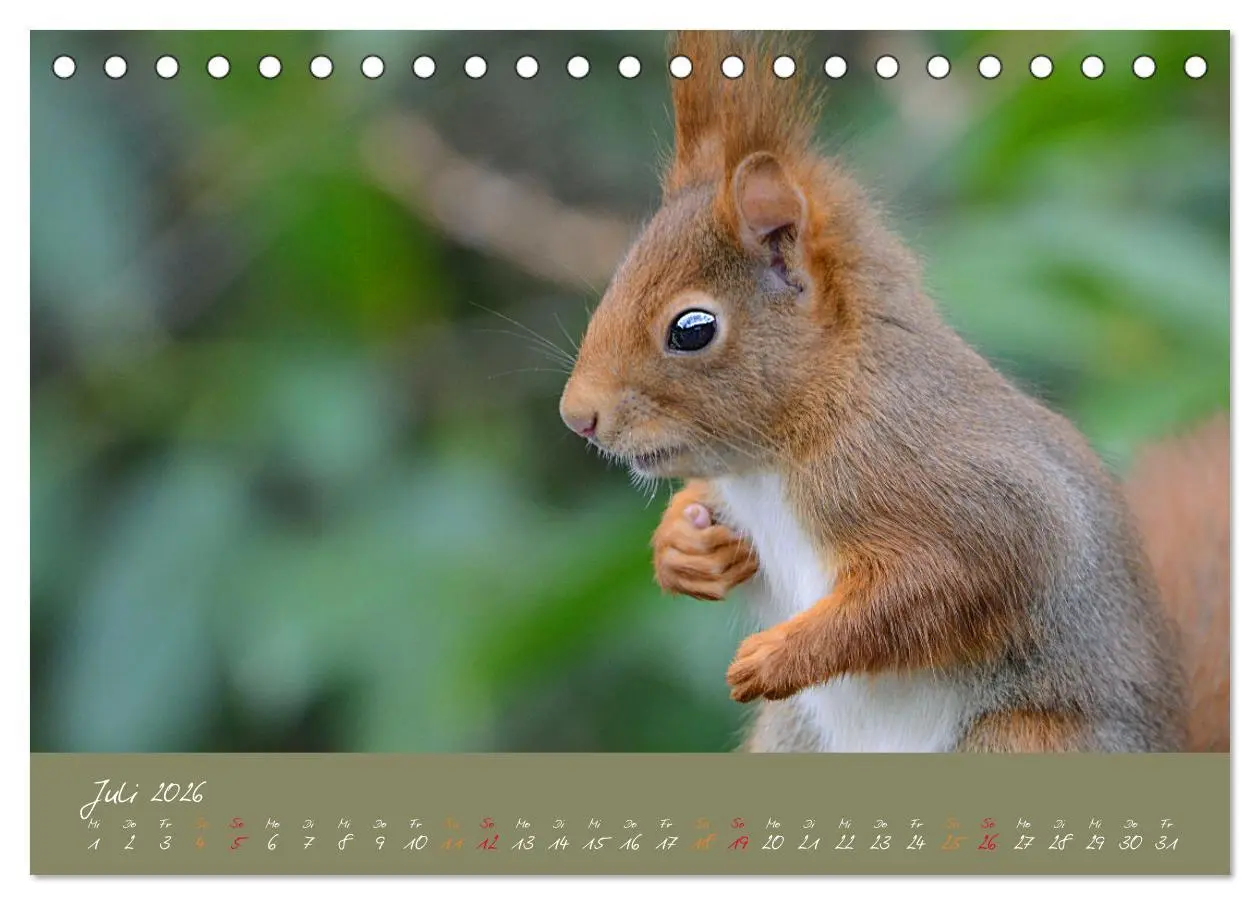 Bild: 9783457704615 | Mein kleiner Freund das Eichhörnchen (Tischkalender 2026 DIN A5...