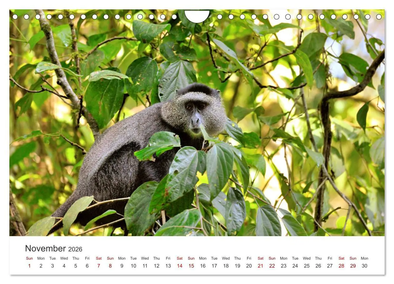 Bild: 9783516564815 | Kenya - a country like Africa (Wall Calendar 2026 DIN A4...