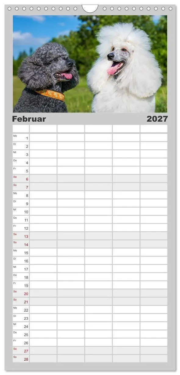 Bild: 9783594304815 | Familienplaner 2027 - Pudel - Glück auf vier Pfoten mit 5 Spalten...
