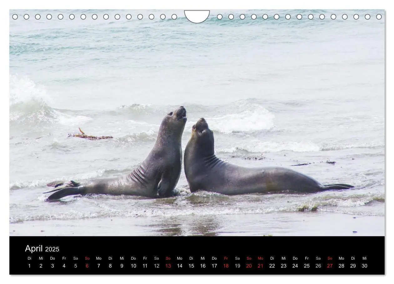 Bild: 9783435824915 | Monterey California (Wandkalender 2025 DIN A4 quer), CALVENDO...