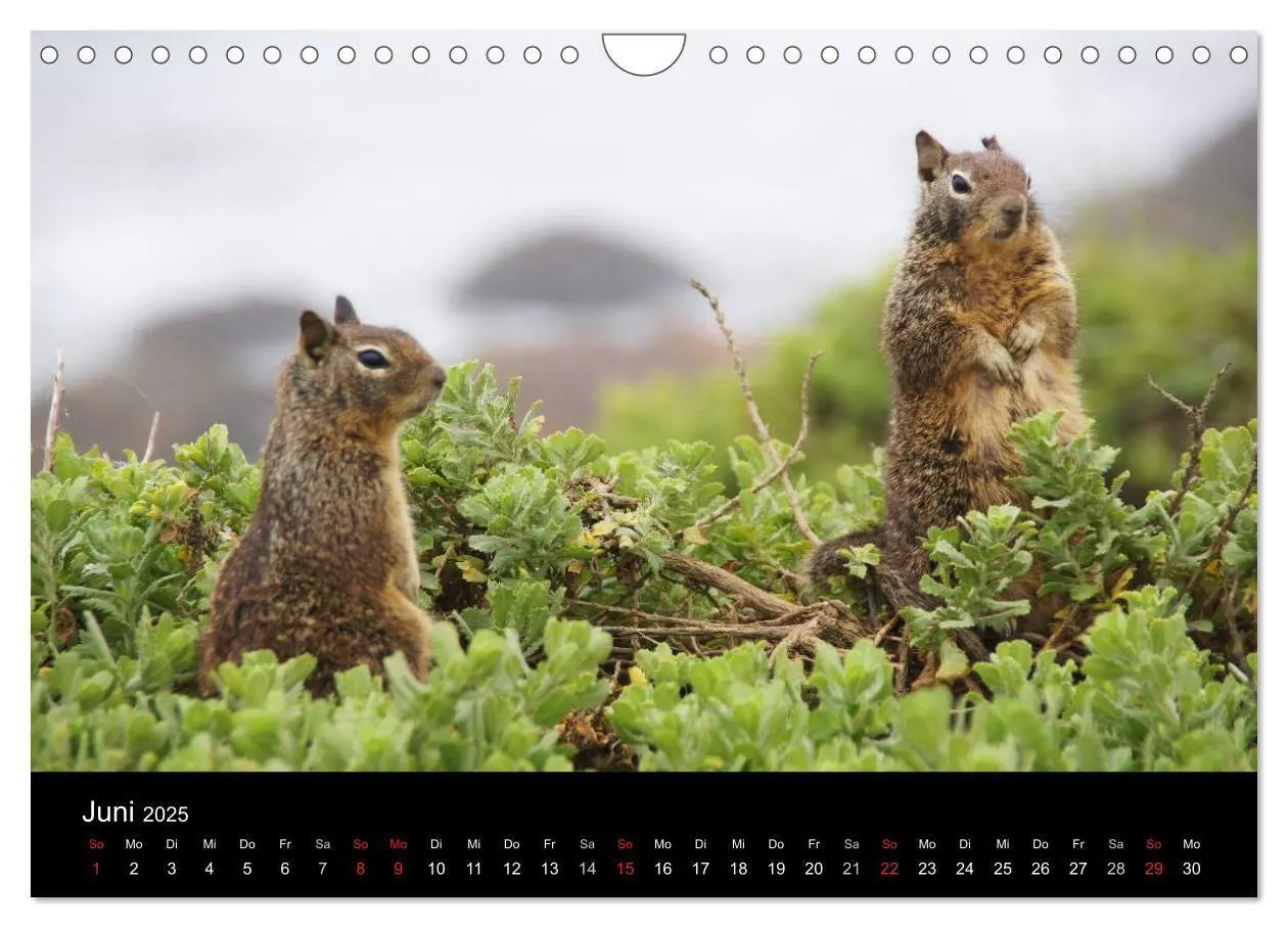 Bild: 9783435824915 | Monterey California (Wandkalender 2025 DIN A4 quer), CALVENDO...
