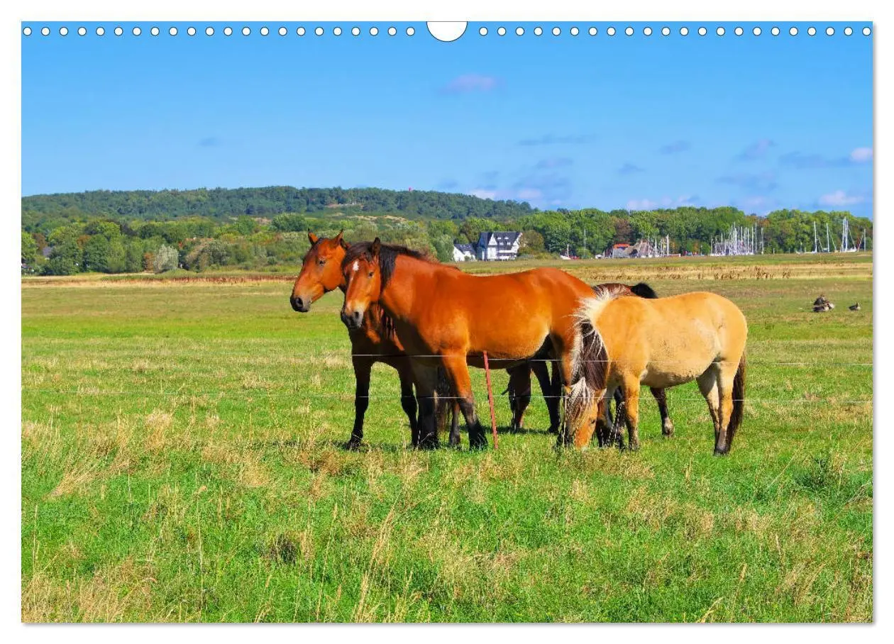 Bild: 9783435265015 | Insel Hiddensee - Dat söte Länneken (Wandkalender 2025 DIN A3...