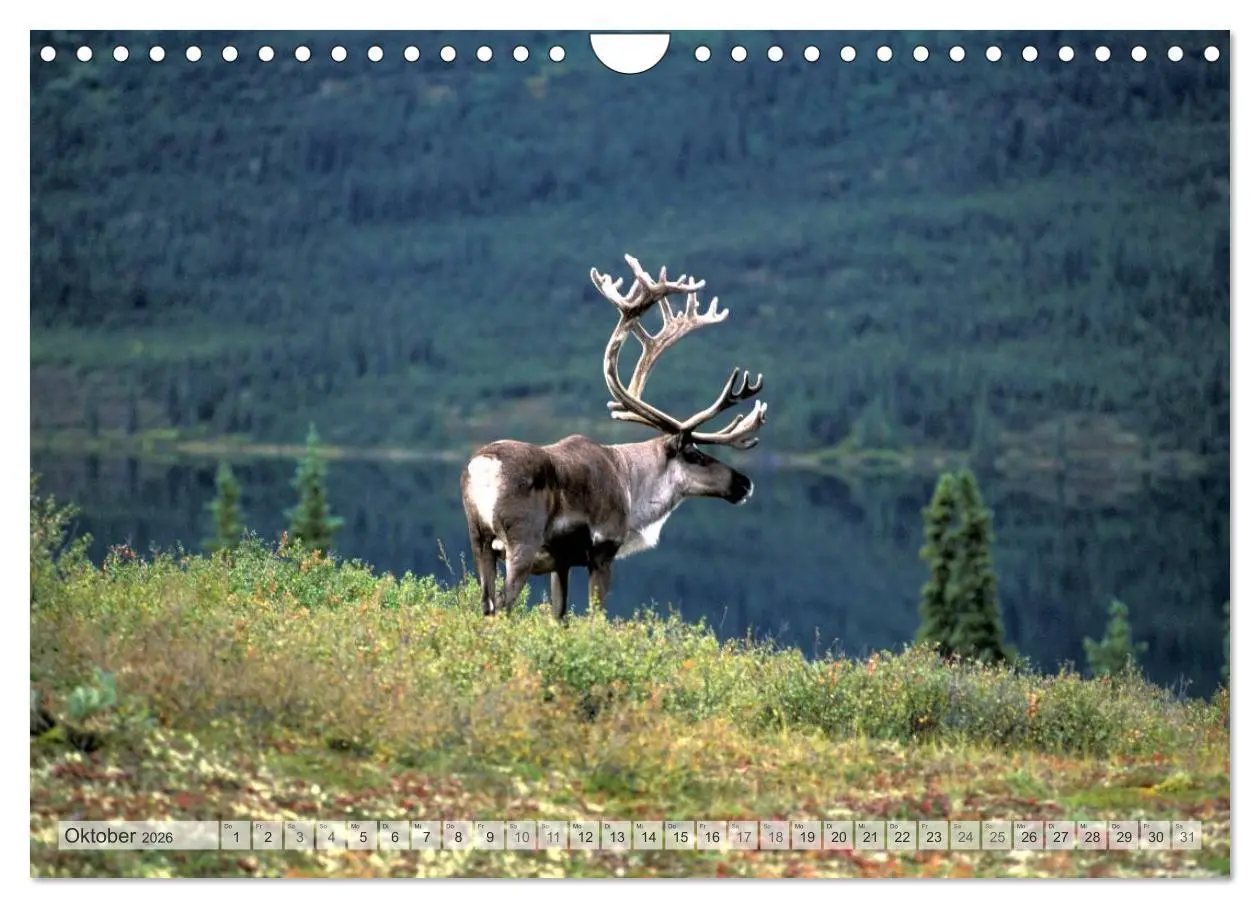 Bild: 9783516135015 | Wildes Alaska Christian Heeb (Wandkalender 2026 DIN A4 quer),...