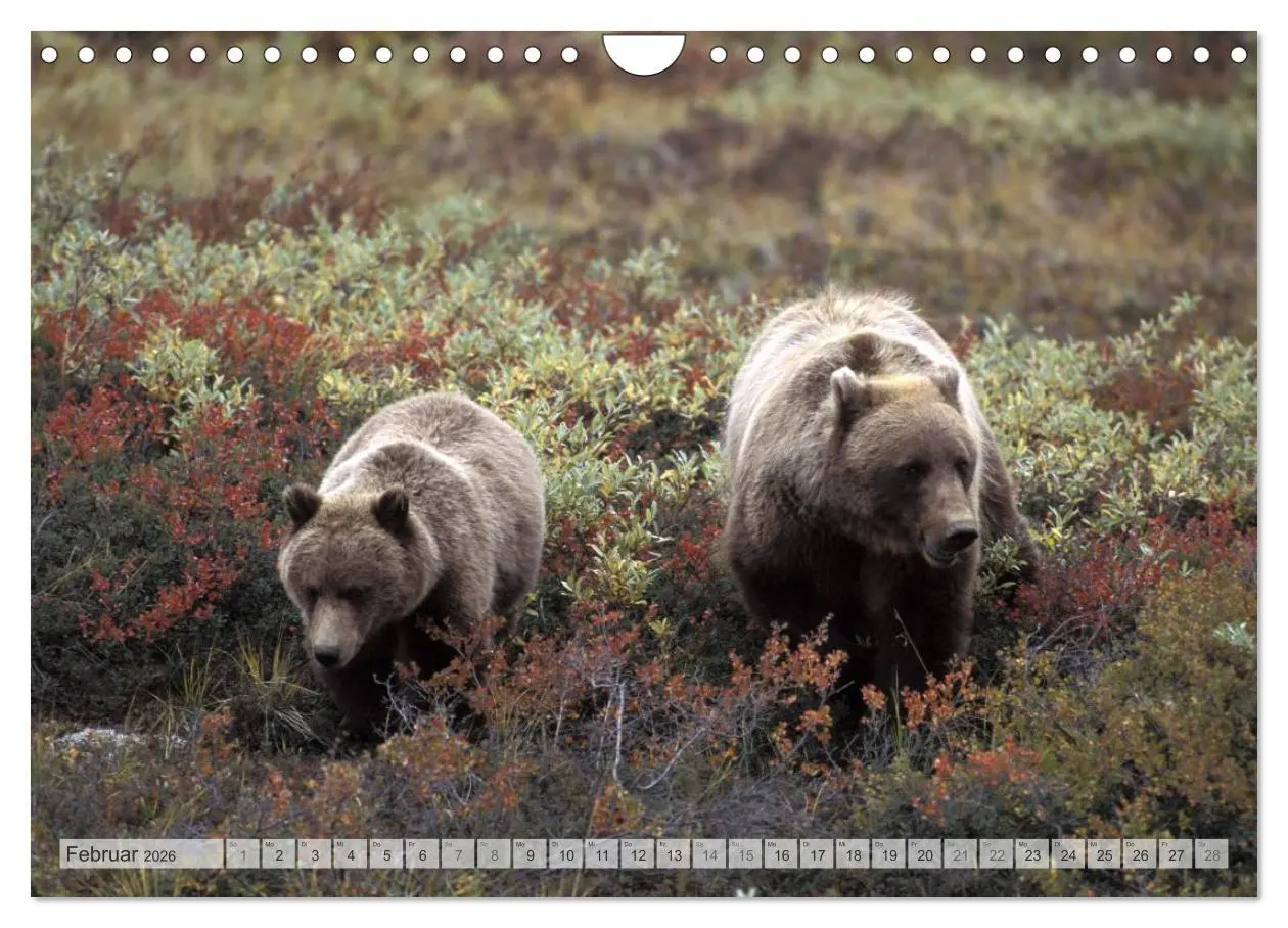 Bild: 9783516135015 | Wildes Alaska Christian Heeb (Wandkalender 2026 DIN A4 quer),...