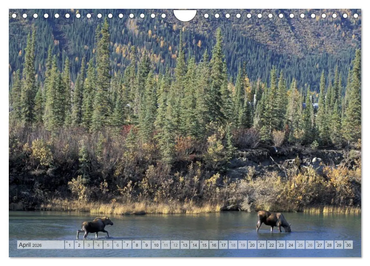 Bild: 9783516135015 | Wildes Alaska Christian Heeb (Wandkalender 2026 DIN A4 quer),...