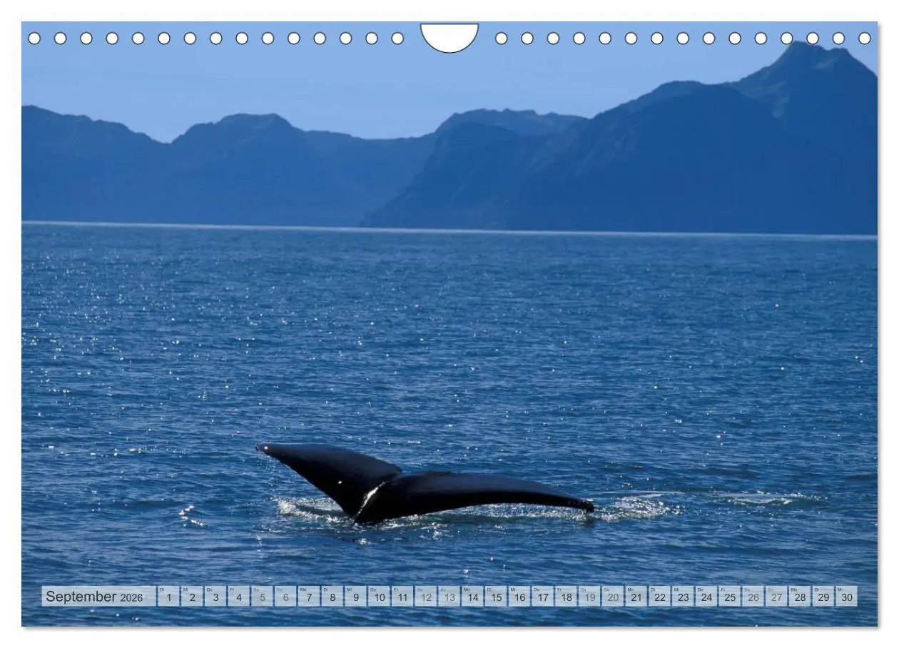 Bild: 9783516135015 | Wildes Alaska Christian Heeb (Wandkalender 2026 DIN A4 quer),...