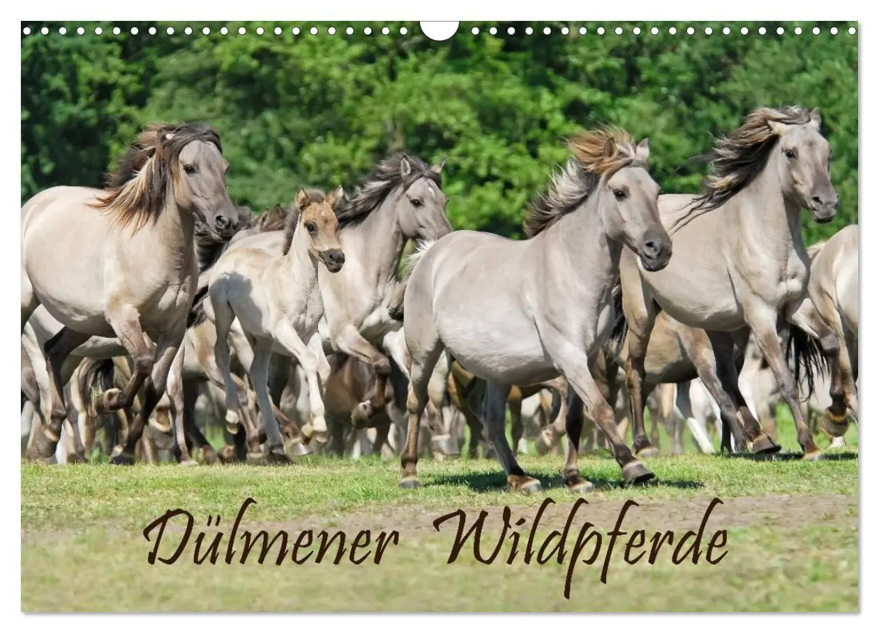 Cover: 9783516205015 | Dülmener Wildpferde (Wandkalender 2026 DIN A3 quer), CALVENDO...